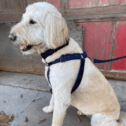 Crawfish Ribbon Adjustable Dog Harness